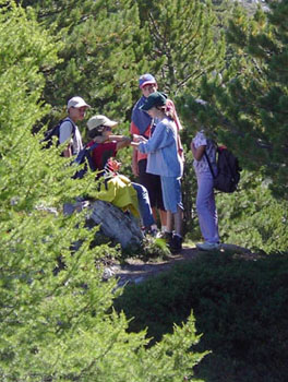 Foret de pins