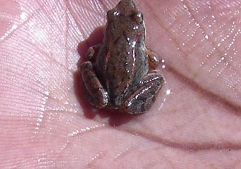 Petite grenouille 2