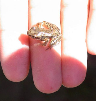 Petite grenouille