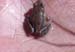 Petite grenouille 2